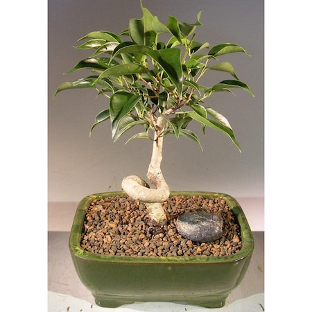 Paisaje Oriental Ficus Bonsai Tree with Coiled Trunk - Ficus Benjamina Orientalis - Small PA2804889